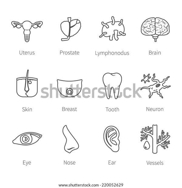 Vector Icon Set Human Internal External Stock Vector (Royalty Free ...