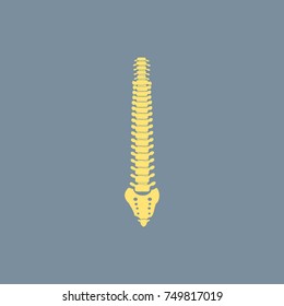Vector icon of Spinal Cord. Eps-10.