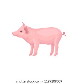 Vector icon of stranding pig isolated on white background. Farm animal with hooves, pink skin, swirling tail, big ears and flat snout