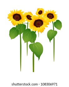 vector icon sunflower