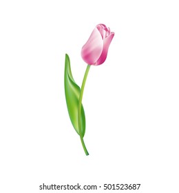 Vector icon. Tulip isolated