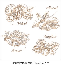 Vector icon with a variety of nuts in vintage style. Linear pictogram sketch walnuts, peanuts, almonds, hazelnuts.