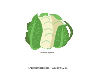 A vector icon of white fresh cauliflower and cabbage on a white background, representing healthy food and vegetables.