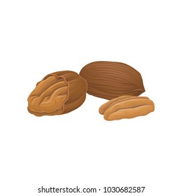 Vector icon of whole and opened pecan nuts. Organic and healthy food. Natural product. Vegetarian nutrition. Realistic hand drawn design for product packaging
