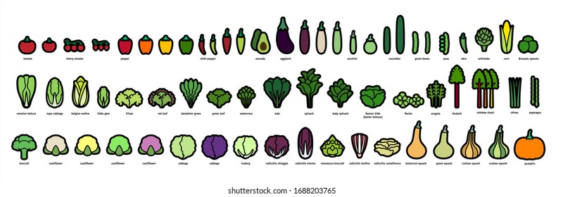 Vector icons of all popular vegetables
