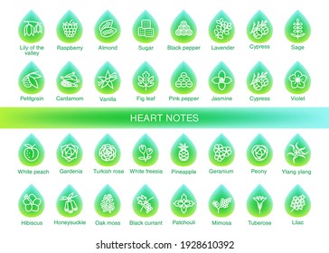 Vector Icons Aromas Heart Notes. Heart Notes Pyramid Chart With Examples Of Popular Aroma Essences. Scent Categories Are Oriental, Woody, Fresh And Floral. Trend  Examples Of Scents.