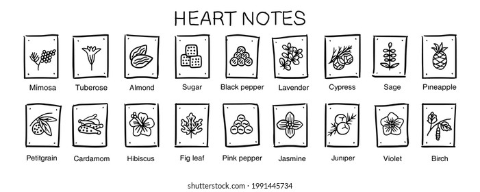 Vector  Icons Aromas Heart Notes. Top Notes Pyramid Chart With Examples Of Popular Aroma Essences. Smell Categories Are Oriental, Woody, Fresh And Floral. Trend  Examples Of Scents. Hand-drawn Symbol.