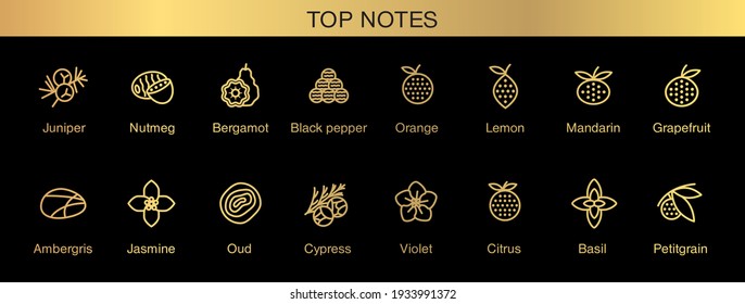 Vector Icons Aromas Top Notes. Top Notes Pyramid Chart With Examples Of Popular Aroma Essences. Smell Categories Are Oriental, Woody, Fresh And Floral. Trend  Examples Of Scents.