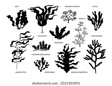 Ícones vetoriais com silhuetas pretas: algas, espessuras de algas, plantas aquáticas e ramos em um fundo branco. Ideal para gráficos marinhos e design.