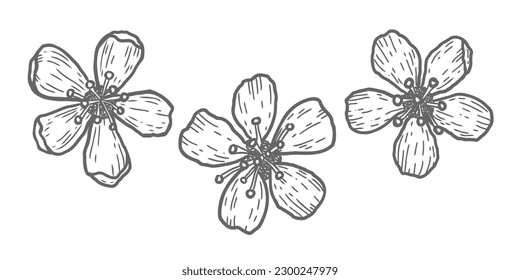 Iconos vectoriales de flores de cerezo al estilo de doodle. Esbozo vectorial de flores de sakura.