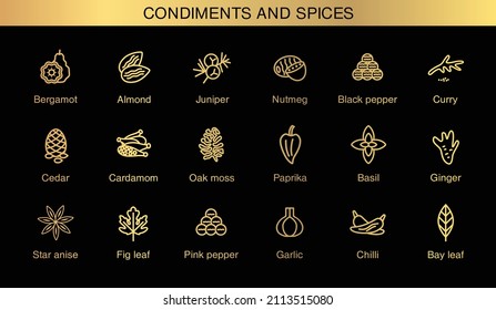 Iconos vectores de condimentos y especias. Ejemplos de tendencia de los esencias. Complementos saludables para comida, platos, cosméticos, máscaras, cremas. 