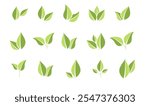 Vector icons of green leaves. Eco leaf logo. Simple linear leaves of trees and plants. Elements for eco-friendly and biological logo, vegan. A collection of leaves in two shades of green. Eco leaf ele