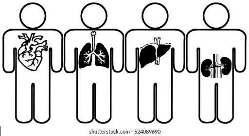 Vector Icons Of Human With Heart, Lung, Liver & Kidney For The Health Concept: Organ Donor.
