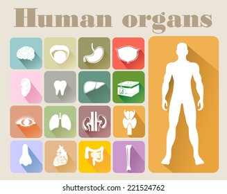 Vector icons of internal human organs Flat design