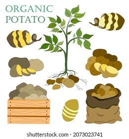 vector icons. set of plants with potato root, vegetables in bag and wooden box, peeled potatoes. Lettering Organic Potato