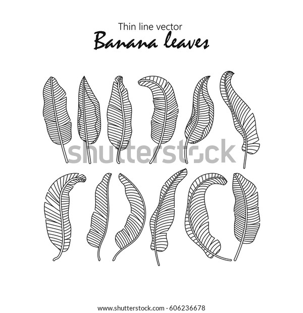 Vector Icons Tropical Banana Leaves Stock Vector Royalty Free