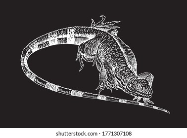 Vector iguana isolated on black background, vector engraved illustration, hand-drawn lizard