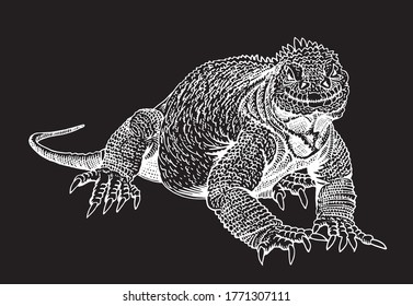Vector iguana isolated on black background, vector engraved illustration, hand-drawn lizard