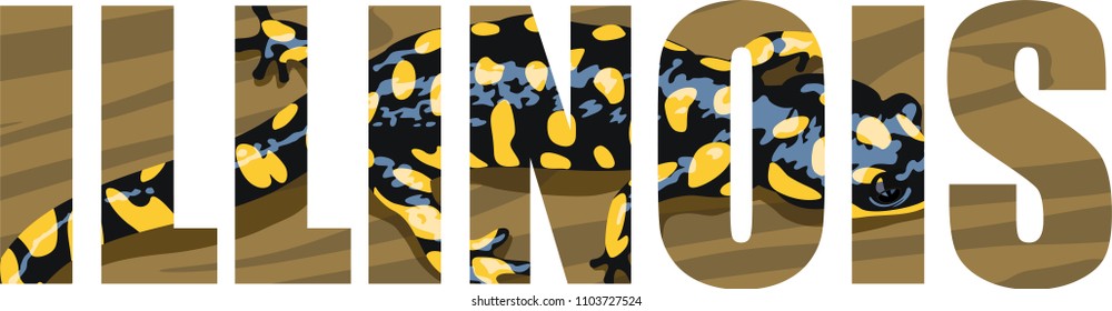 vector Illinois- American state word with Eastern Tiger Salamander