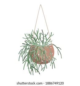 Vector illistartion of Pencil Cactus in a hanging basket pot. Potted Succulent Euphorbia tirucalli plant isolated on white. Interior decor element