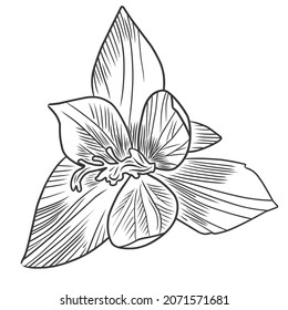 Vector illlustration of hand drawing crocus
