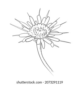 Vector illlustration of hand drawing dandelion