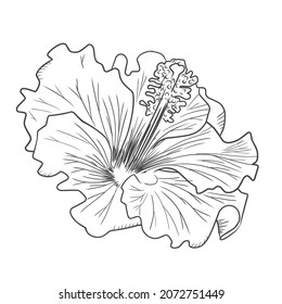 Vektorgrafik von handgezeichneten Hibiskus