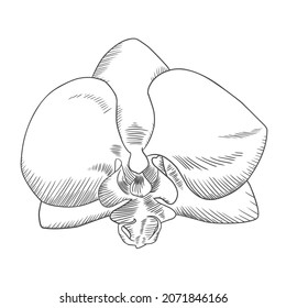 Vektorgrafik der handgezeichneten Orchidee. Phalaenopsis