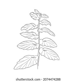 Vector illlustration of hand drawing plant