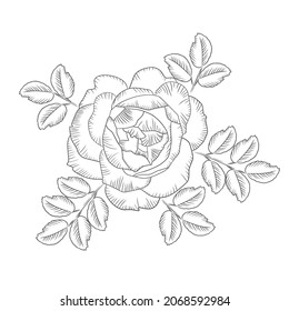 Vector illlustration of hand drawing rose