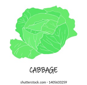 Vector illstration of cabbage. Green silhouette.  Art can be used for packaging design element; menu design. 