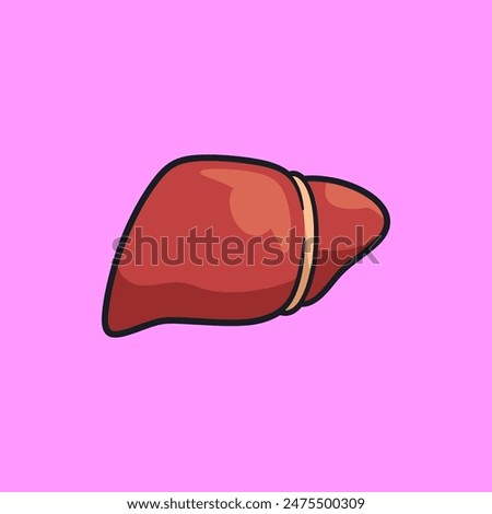 Vector illsutration of human organ liver