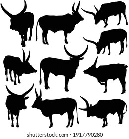 Vector illustartion of Ankole Watusi (Bos taurus indicus) silhouettes set