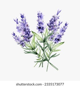 ilusión vectorial de aislamiento de lavanda de prueba de acuarela sobre fondo blanco