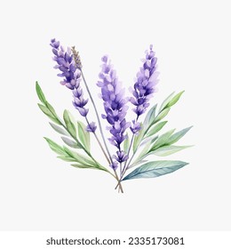 vector illustation of watercolor provance lavender isolate on white background