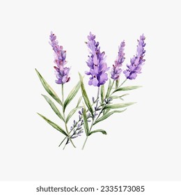 ilusión vectorial de aislamiento de lavanda de prueba de acuarela sobre fondo blanco