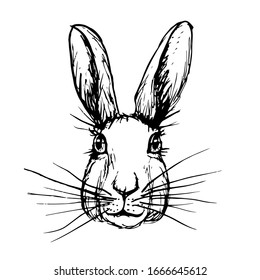 Vector illustraion of hand drawn Easter bunny, hare, rabbit cute fase.