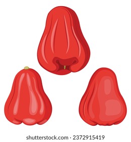 Vector illustraion of water apple fruit in flat style. Red and green tropical exotic fruit Syzygium aqueum. Organic agriculture healthy product. Ripe and unripe fresh water apple with green leaves