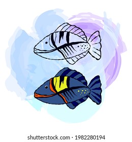 Vector illustranion of fish. Outline and colorfull sea elements are isolated on white. Beautiful underwater flora and fauna. Aquarium, ocean, and undersea water life in hand-drawn or cartoon style.