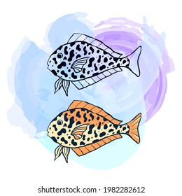 Vector illustranion of fish. Outline and colorfull sea elements are isolated on white. Beautiful underwater flora and fauna. Aquarium, ocean, and undersea water life in hand-drawn or cartoon style.