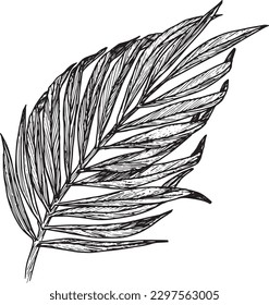 Vector illustrartion of graphical tropical palm leaves. Ink exotic plant. Hand drawing botanical illustration. jungle design for packaging design, postcards, tattoos, isolated without background