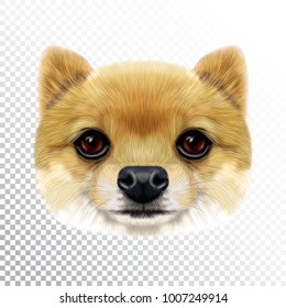 Vector Illustrated face of Pomeranian Spitz Dog. Cute head of a creamy domestic dog for print on pillow.