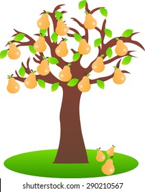 Vector illustrated pear tree on white background.