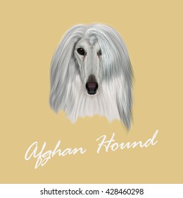 Vector Illustrated Portrait of Afghan Hound dog. Beautiful silver coat face of domestic dog on beige background.