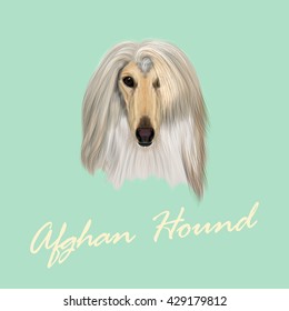 Vector Illustrated Portrait of Afghan Hound dog. Beautiful golden coat face of domestic dog on blue background.