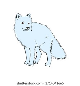 Vector Illustrated Portrait of Arctic fox. Cute white fluffy face of Polar Fox on blue background. Arctic Fox, wild white Fox, vector illustration