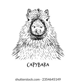Vector Illustrated Portrait of Capybara isolated on white background. Cute wild Capybara