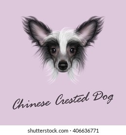 Vector Illustrated portrait of Chinese Crested Dog. Cute face of wonderful bicolor domestic dog on pink background.