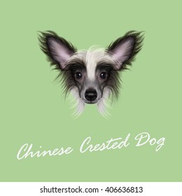 Vector Illustrated portrait of Chinese Crested Dog. Cute face of wonderful bicolor domestic dog on green background.