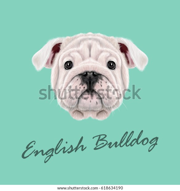 イギリスのブルドッグの子犬のベクターイラストポートレート 青の背景にかわいいふわふわの白い国産犬 のベクター画像素材 ロイヤリティフリー